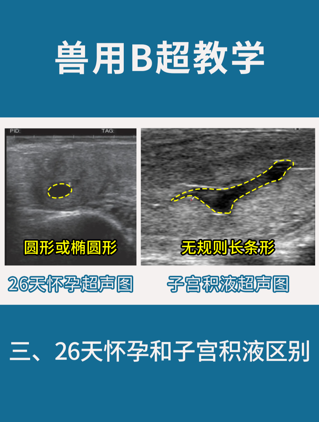 兽用B超教学 母牛怀孕26天对比子宫积液B超