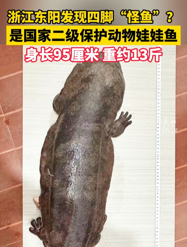 浙江东阳村民发现“怪鱼”?竟是国家二级保护动物娃娃鱼!