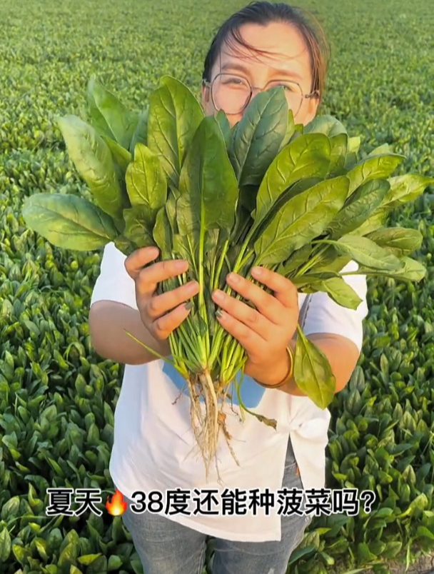 媳妇种了20多天的菠菜,一看竟长这么大了,这回不缺新鲜菜吃了