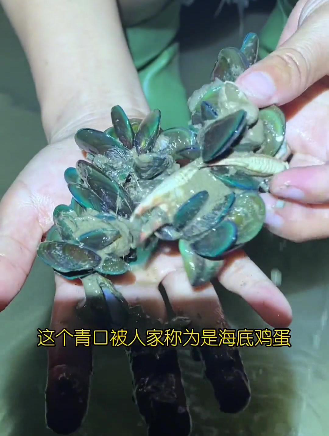 夜晚赶海遇到密集的青口贝,也叫淡菜哦 芳芳渔家