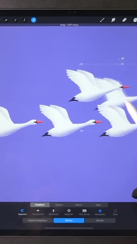 iPad手绘插画天鹅绘画