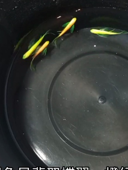 蝶翼斑马鱼为什么越来越受欢迎?它跟普通斑马鱼的区别是好在哪里