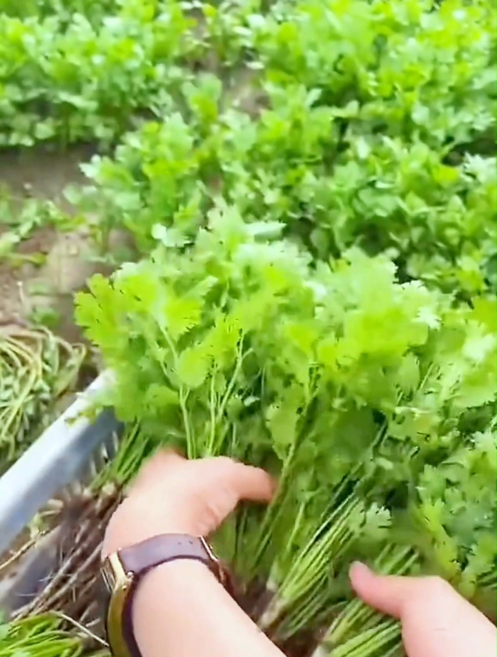 老农分享香菜种植小技巧,40度的天气也能3天发芽20天就能采收!
