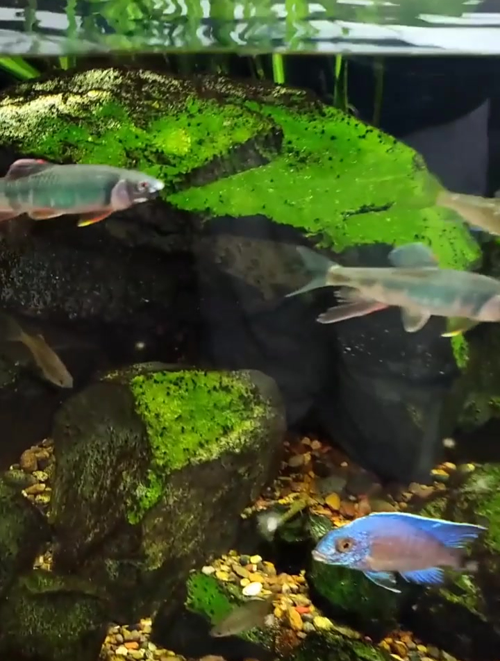 治理黑毛藻第一天