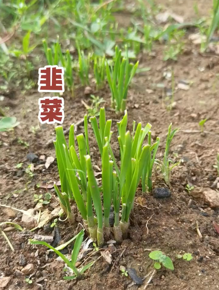 韭菜被割了为什么还会长出来,可能跟你想得不一样