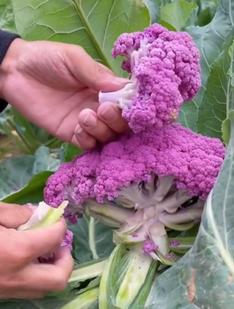 大自然的馈赠,生出来就是紫色的“花菜”,好吃好看营养高!