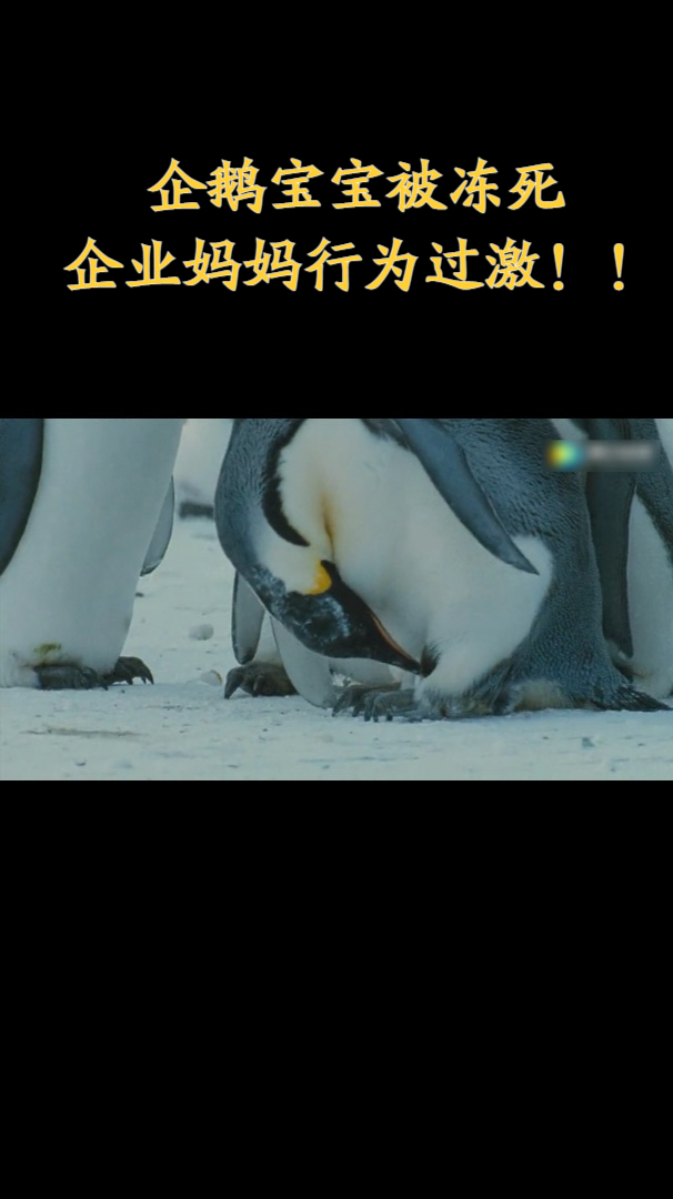 暴风雪中企鹅宝宝被冻死!企业妈妈失去理智!做出异常举动!