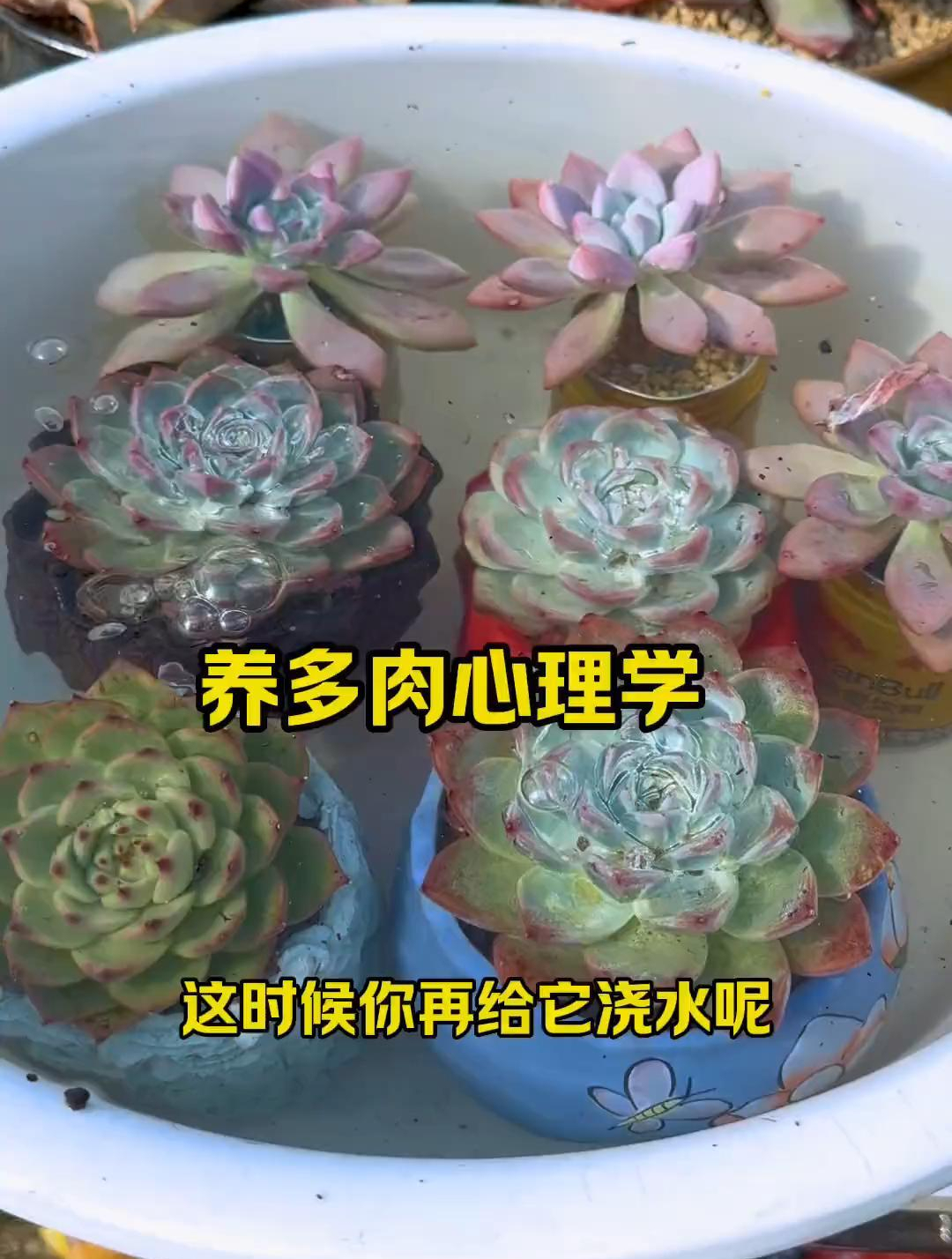 学会给多肉植物浇水!才是养好多肉的关键!