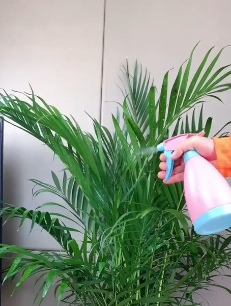 满满热带风情的“富贵椰子”,寓意和它的名字一样富贵吉祥!