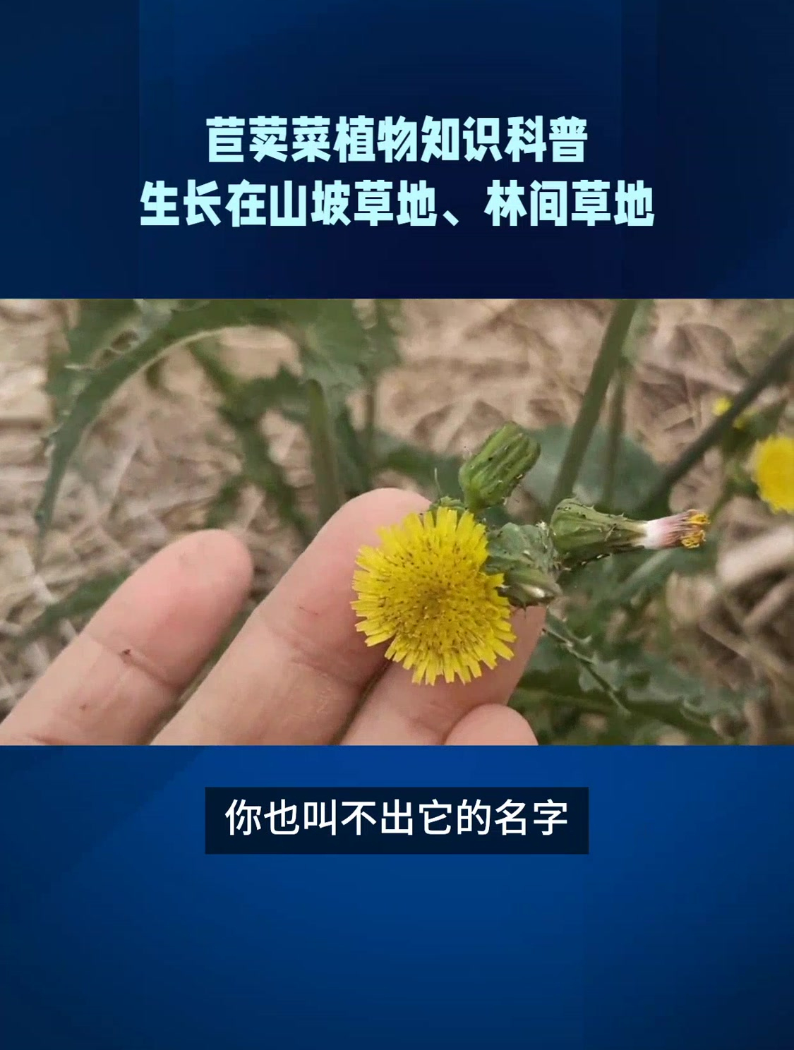苣荬菜植物知识科普,生长在山坡草地、林间草地