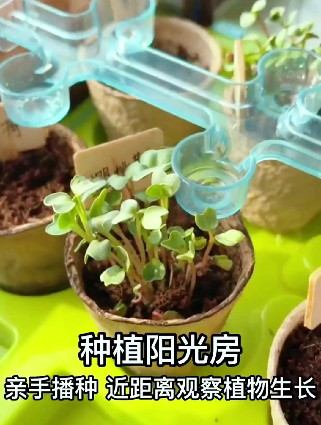 有了它,孩子能玩几个月,关键还能亲近自然,观察植物生长的过程