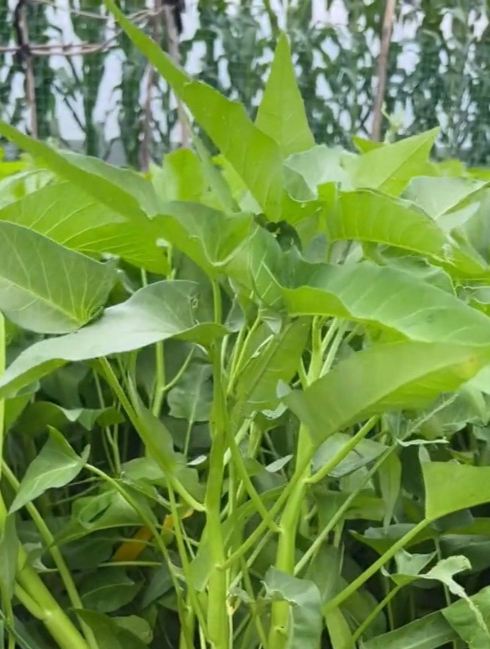 四季都能种植的“大叶空心菜”,摘得越猛长得越旺,全家人抢着吃