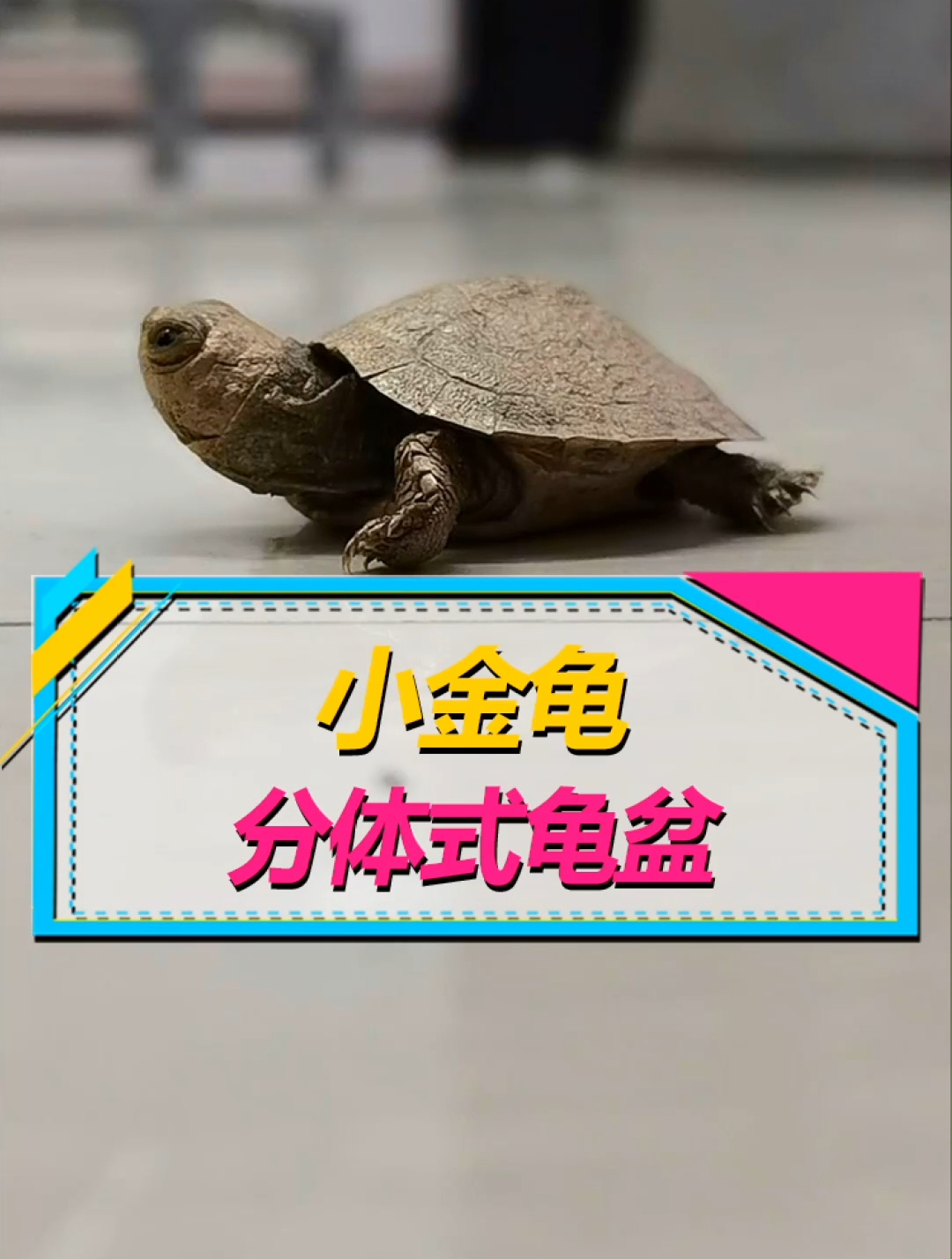 逛水族市场,发现2只小金龟,知道答案的鱼友评论区见吧