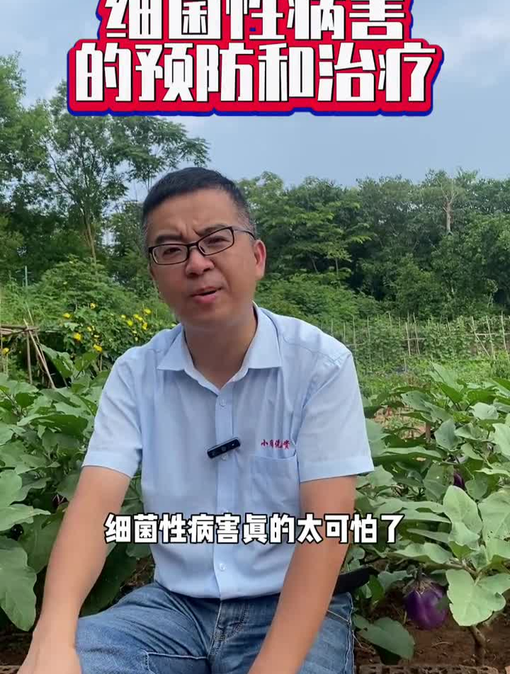 细菌性病害怎么防治?溃疡病青枯病软腐病用什么药效果好?