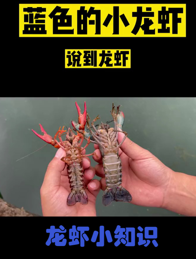 这样子的蓝色龙虾你吃过吗?