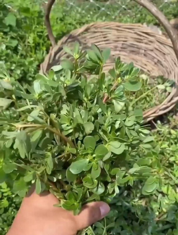 马齿苋别名“长寿菜”,当地人叫它蚂蚱菜,味道鲜美营养价值高!