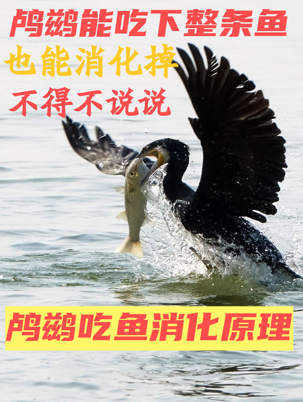 鸬鹚吃鱼消化原理,揭开了鸬鹚吃下整条鱼也能神奇消化的秘密