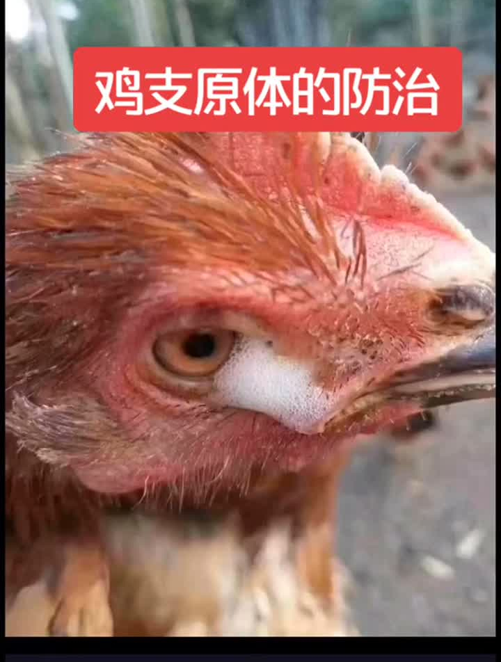 鸡支原体的防治,秋冬季节的常见问题