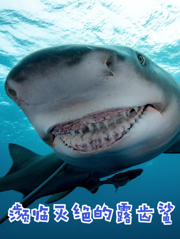 一种可以生活在淡水和海水之间的鲨鱼,是世界濒危物种之一