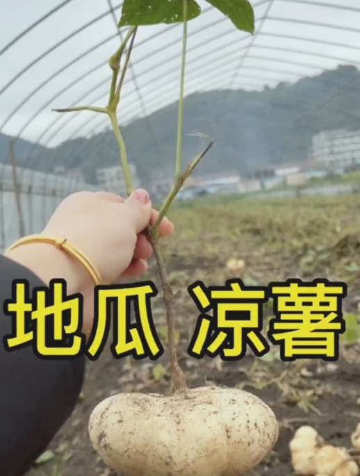“凉薯”既是蔬菜也是水果,营养这么丰富,南方人都爱吃!