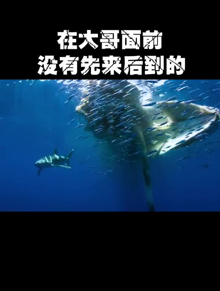 海洋里的弱肉强食,小鲨鱼见到大白鲨来了,赶紧让开科普