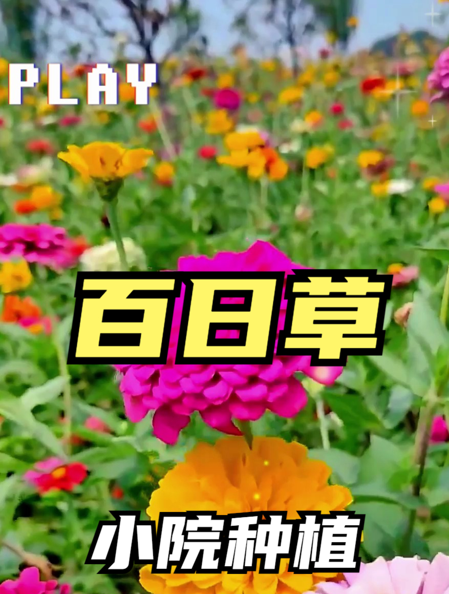 百日草寓意“步步高升”,开花时间长,生命力顽强!