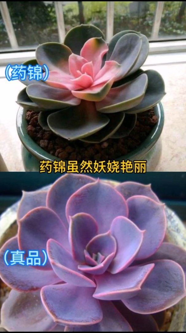 买多肉植物时,怎么分辨是真锦,还是假的药锦,你会吗?