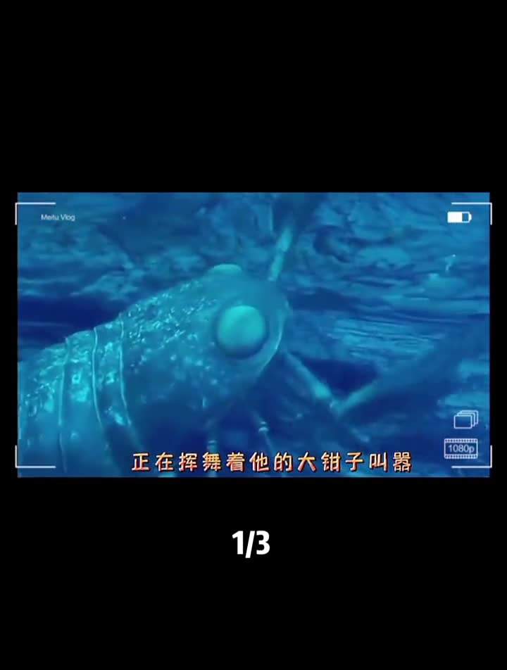 泥盆纪海洋霸主——邓氏鱼邓氏鱼动物世界