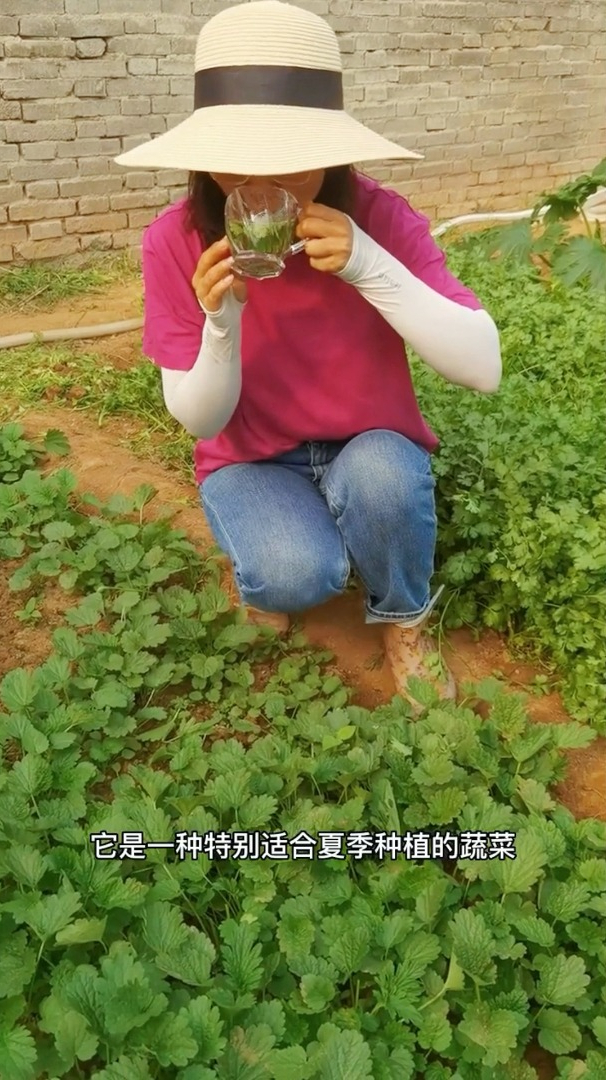 它对女生非常的友好,也非常适合夏季种植,可以炒菜可以泡水喝!