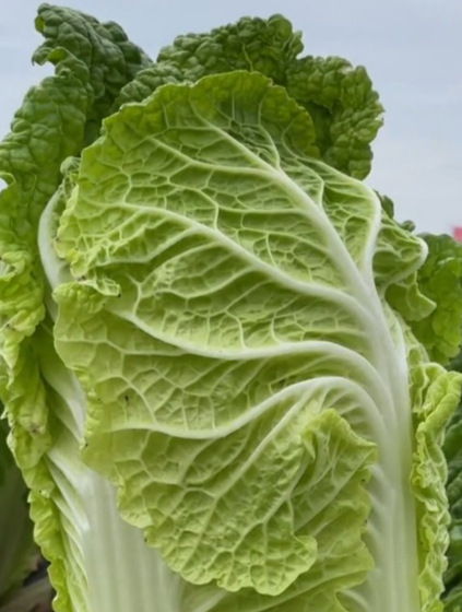 正宗的“胶州大白菜”,口感清甜,比猪肉还贵