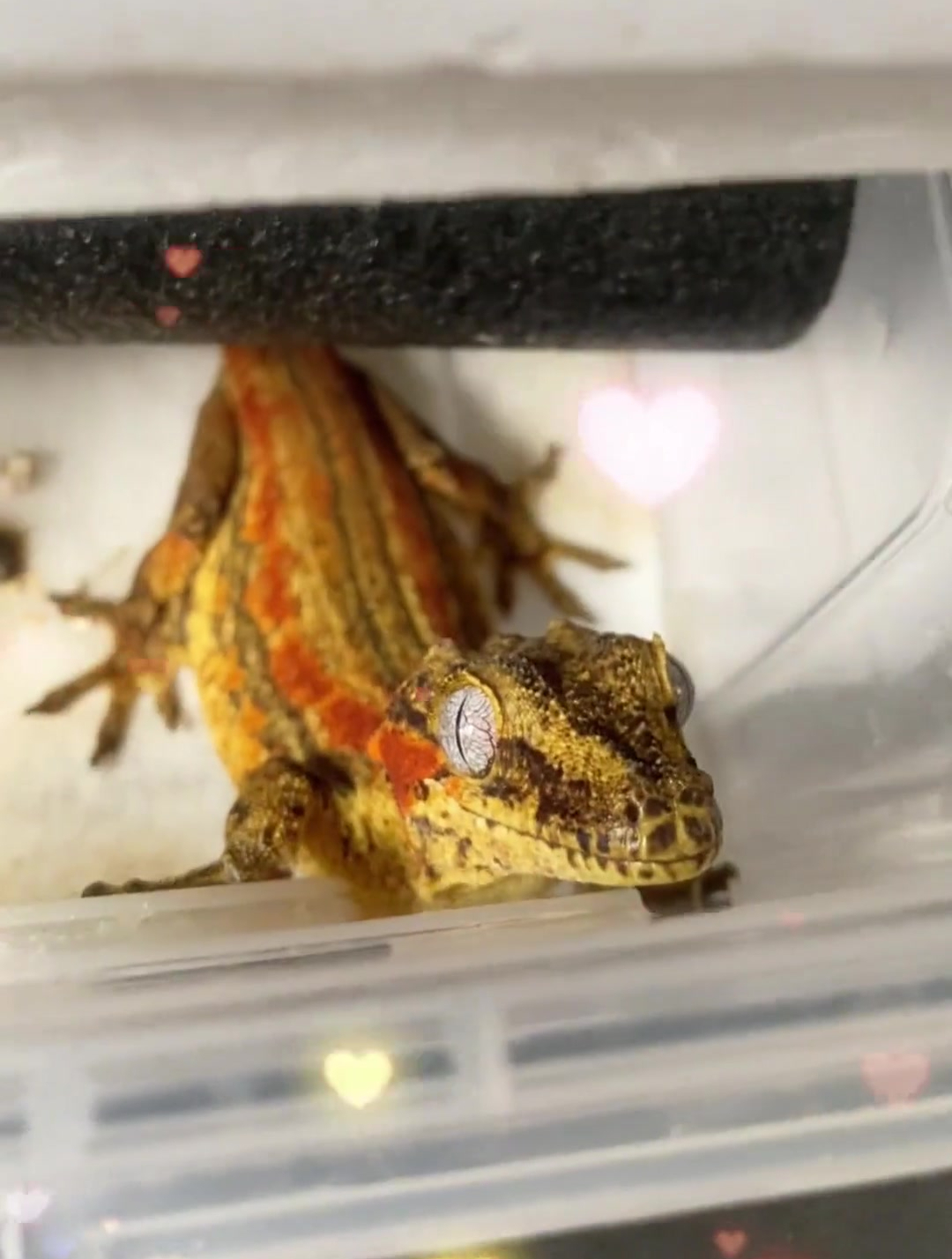 睫角守宫的老乡竟然是一只迷你小鳄鱼