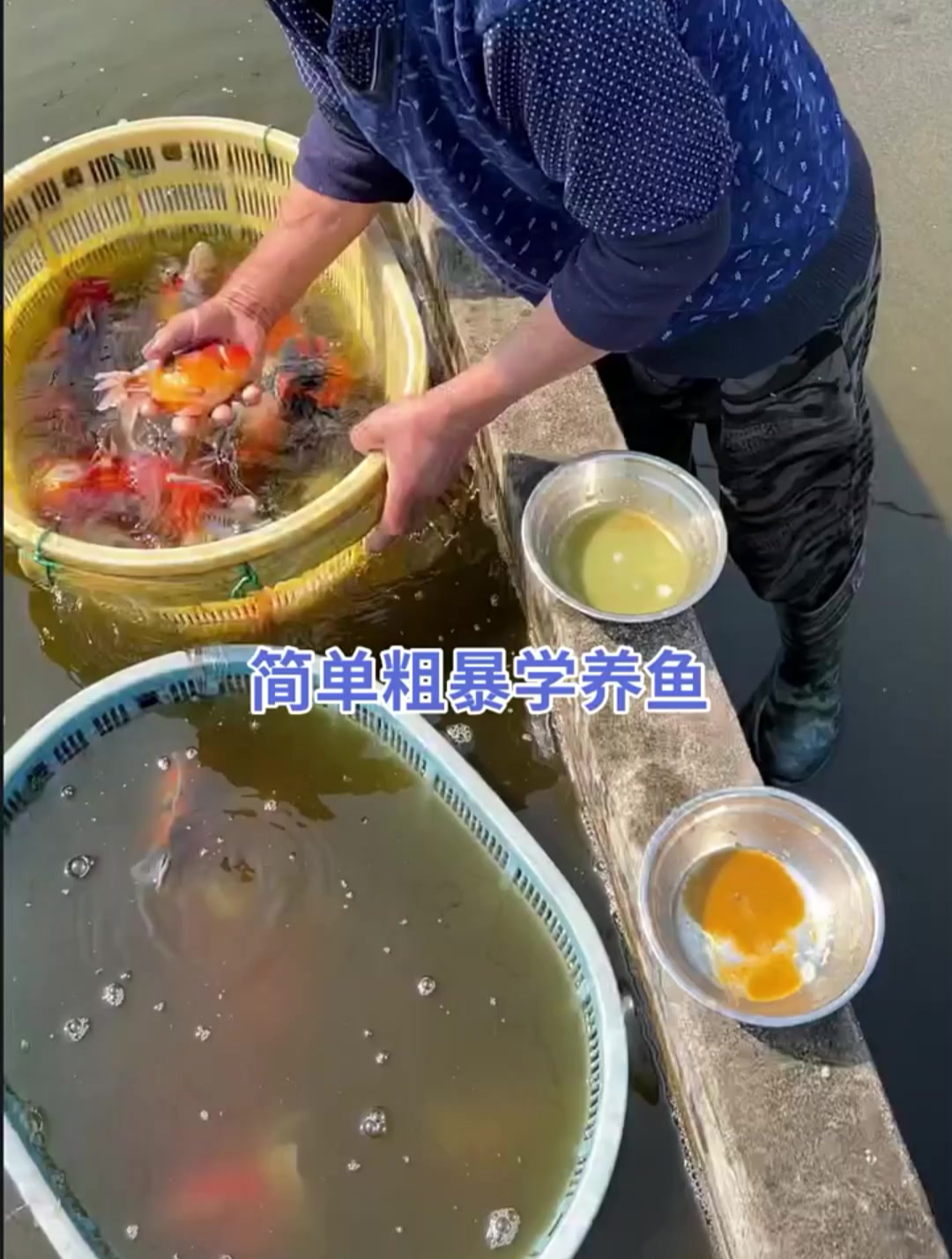 公母很容易分,挤出黄色的就是母的。挤出白的就是公的繁殖金鱼