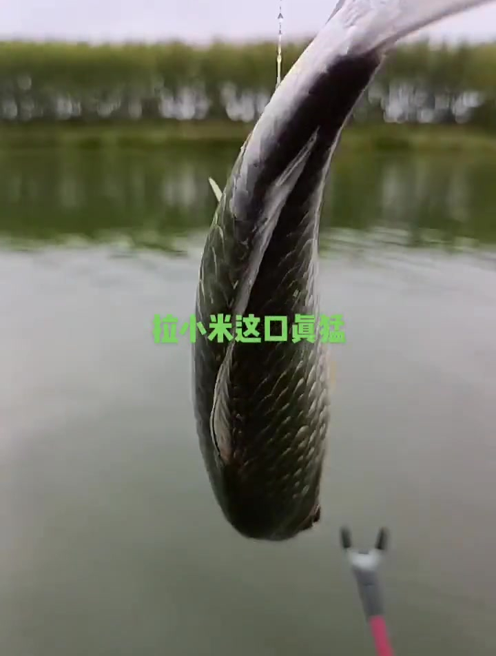 野钓拉小米钓鲫鱼也很猛野钓拉小米