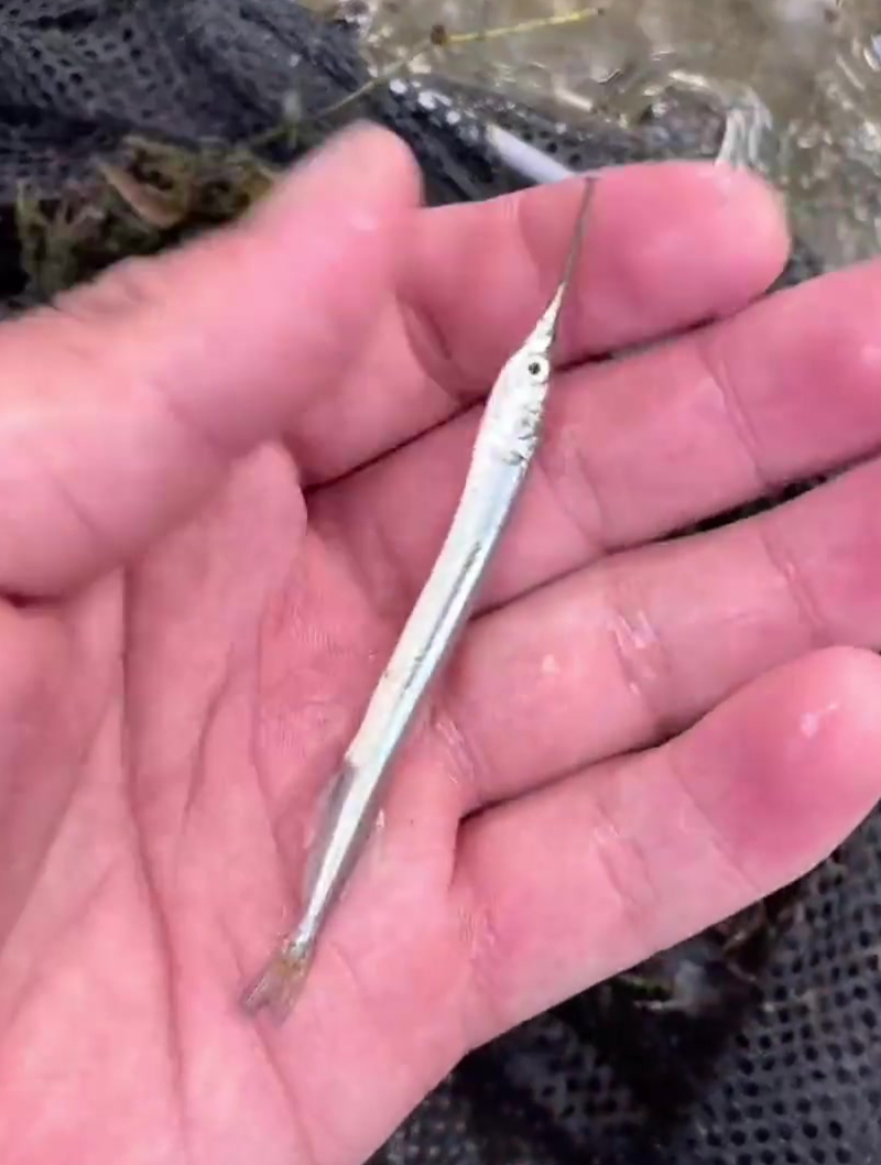 这是什么鱼啊嘴巴这么长有人认识吗