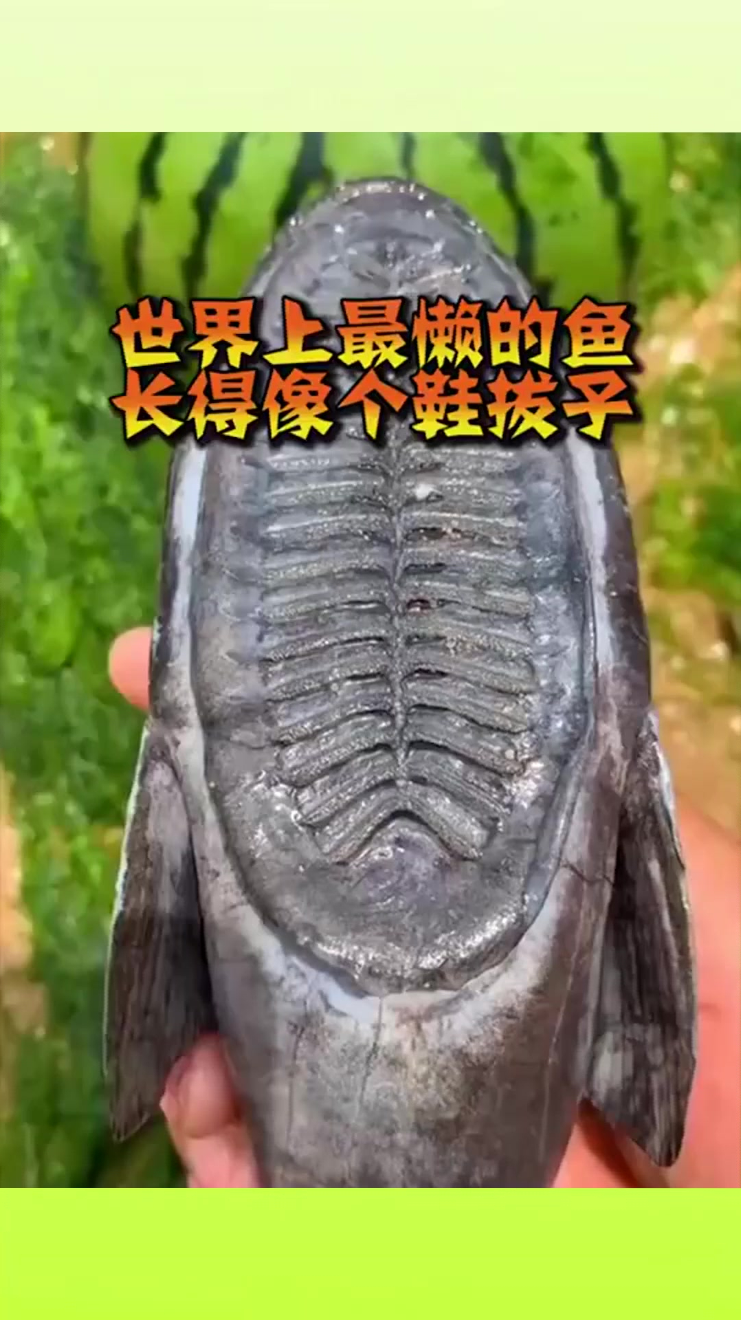 这是最懒的鱼,长得像个鞋拔子