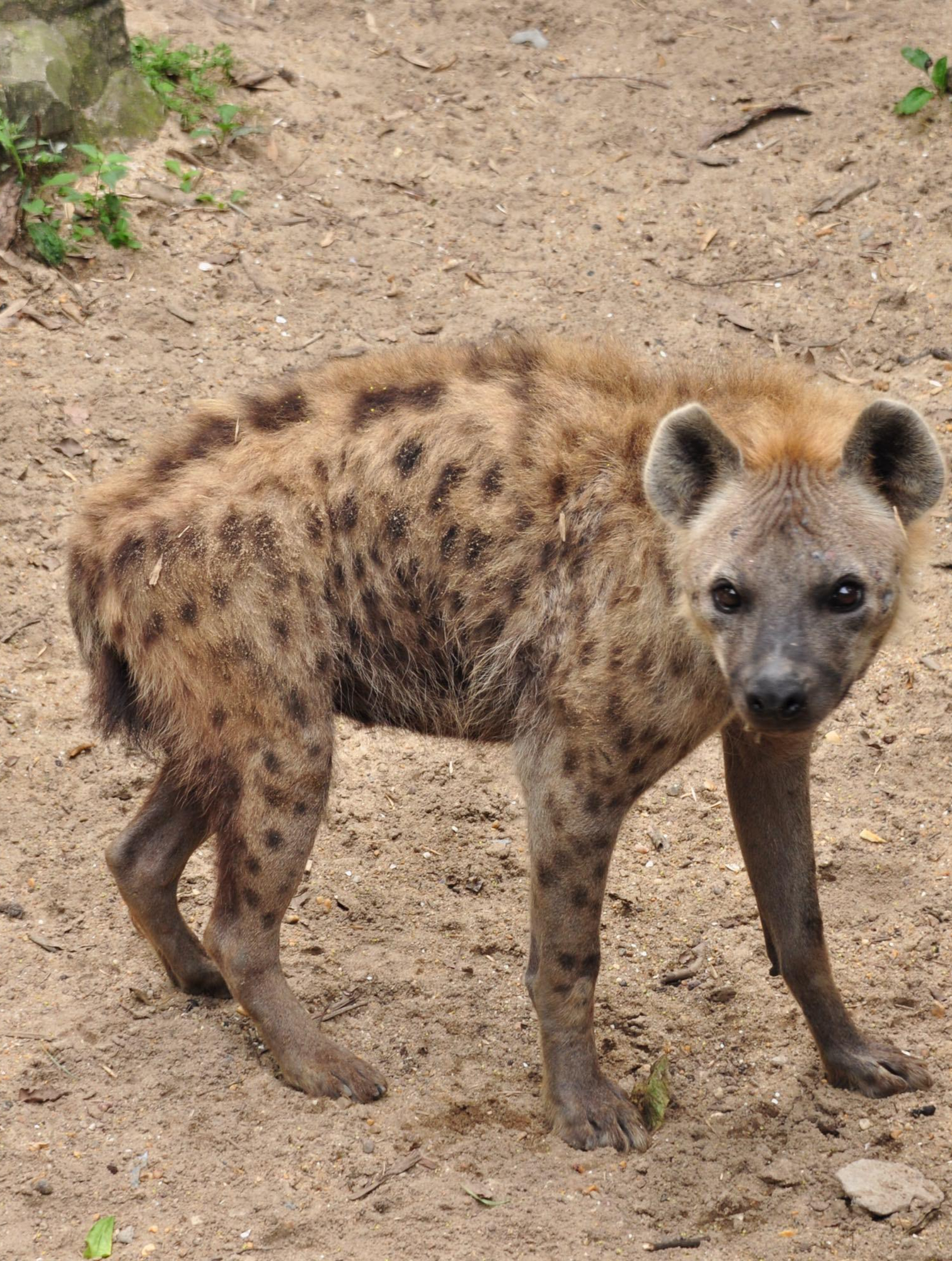 鬣狗吃死鱼,不料被鱼刺扎进了喉咙生不如死,二哥也有今天3
