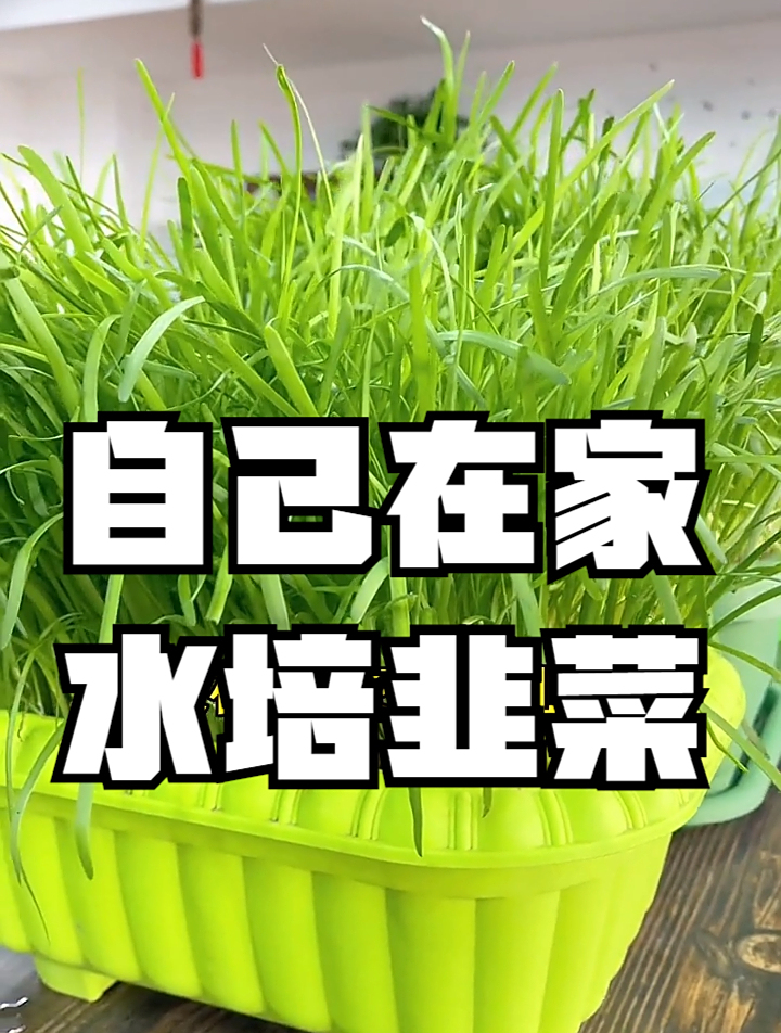 种植韭菜新方法,不用土只浇水,一年四季都能有收成