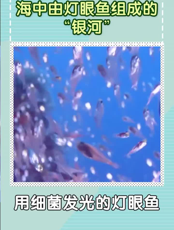 海中灯眼鱼组成的银河