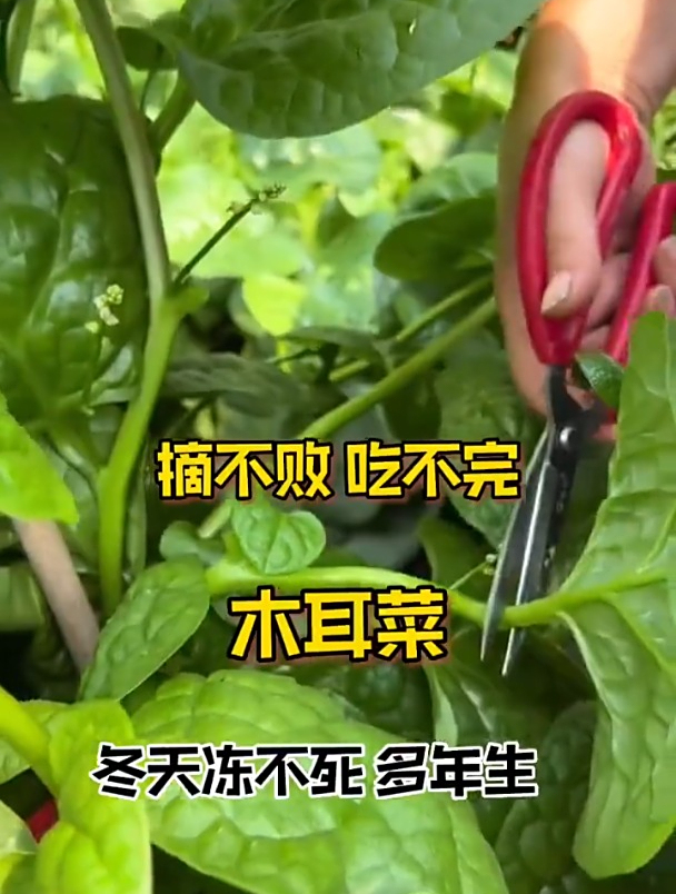 这种蔬菜爬藤能力强,叶子长的像猪耳,生吃凉拌脆嫩爽口!