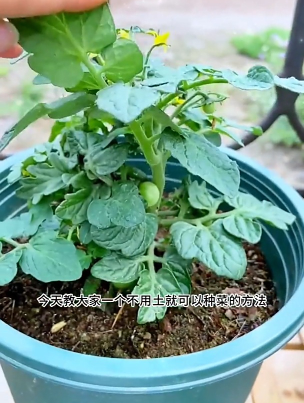 城里种菜没土?找几个空油瓶,装点水,蔬菜长得绿油油,收获不断