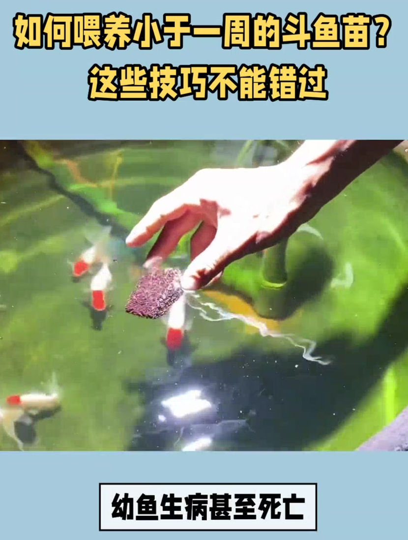 如何喂养刚出生的斗鱼苗?这些技巧不能错过