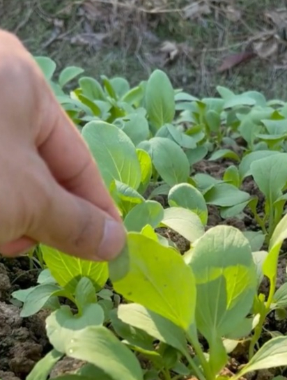 鸡毛菜是什么菜?种一次竟然能吃“一年四季”,反正我不信!