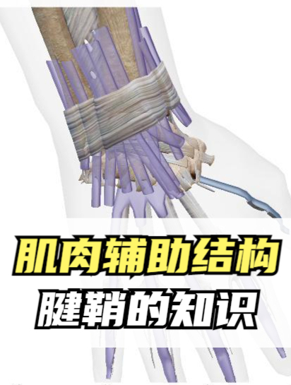 骨骼肌的辅助结构之腱鞘,保护腱鞘对于健身爱好者非常重要