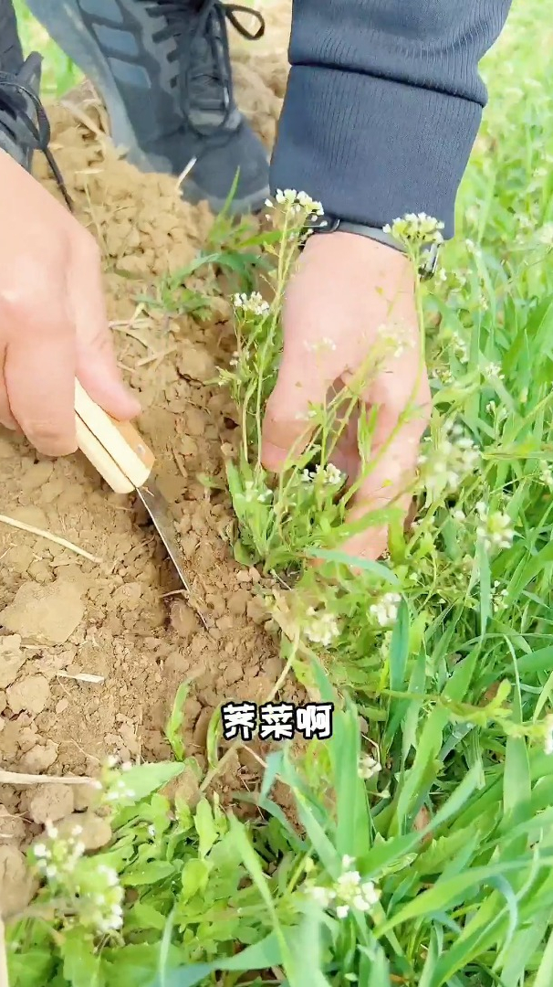 三月三荠菜能当“灵丹”知道它的它就是宝!
