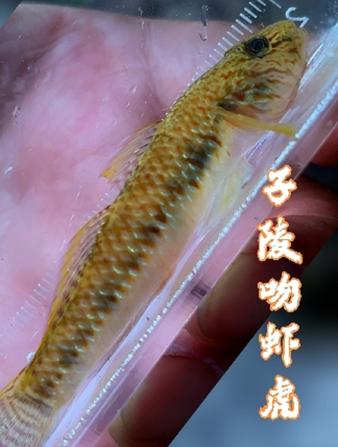 最美原生鱼——子陵吻虾虎