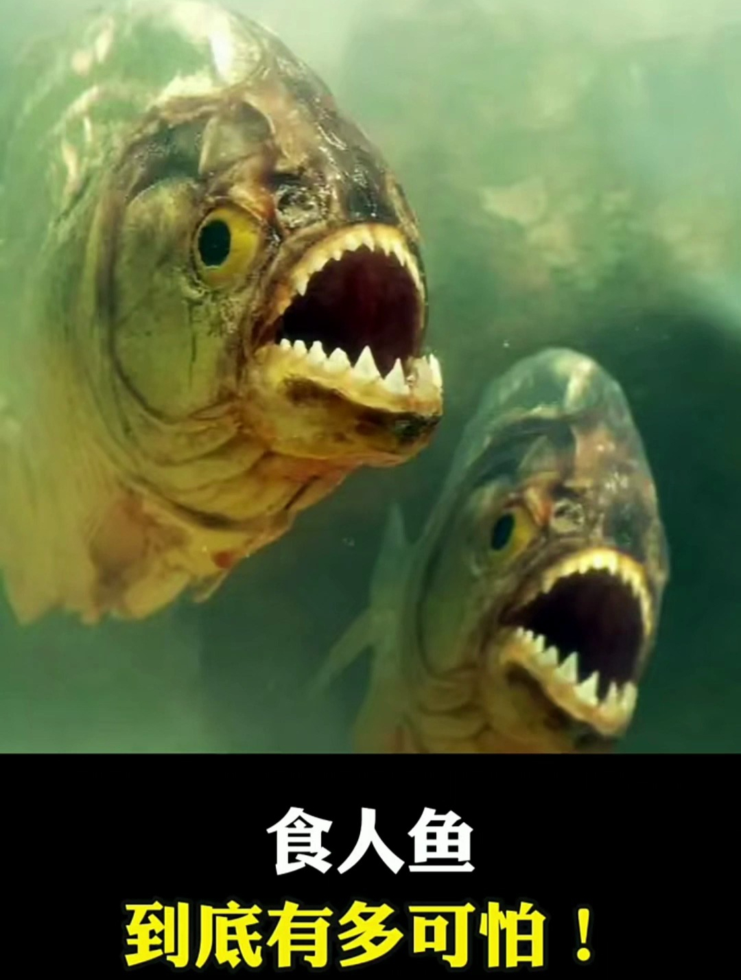 食人鱼到底多可怕!