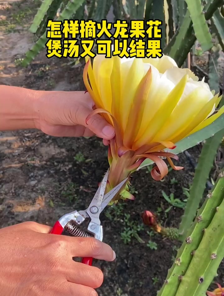 怎样既能摘火龙果花煲汤,又能吃到火龙果