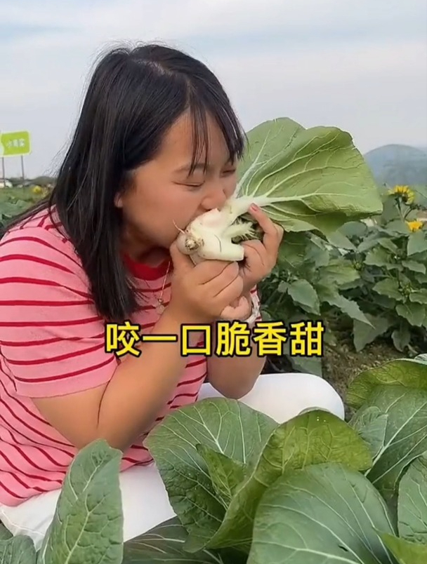 不常见的白菜品种,茎秆是奶白色的,可四季种植