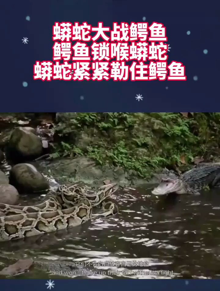 蟒蛇大战鳄鱼,鳄鱼锁喉蟒蛇,蟒蛇紧紧勒住鳄鱼,谁能活下来?