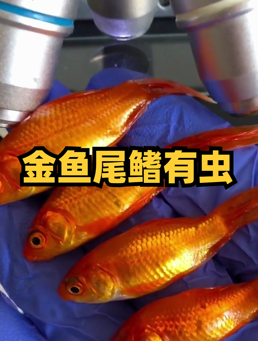 金鱼尾鳍的寄生虫和鱼的大小没关系,但是和环境有着一定的关系